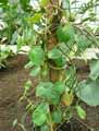 Philodendron scandens