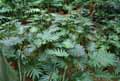 Philodendron selloum
