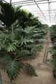 Philodendron selloum