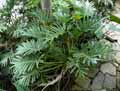 Philodendron selloum