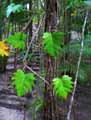 Philodendron selloum