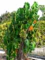 Philodendron selloum