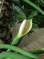 Philodendron selloum