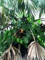 Philodendron selloum