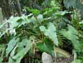 Philodendron simsii