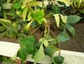 Philodendron squamiferum