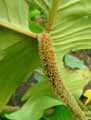 Philodendron squamiferum