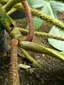 Philodendron squamiferum