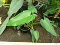 Philodendron tuxtlanum