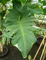 Philodendron undulatum