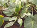 Philodendron ventricosum Madison