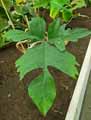 Philodendron x Florida