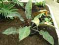 Philodendron x Imperial Red