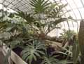 Philodendron x macneilianum