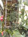 Rhaphidophora cryptantha