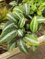Schismatoglottis wallichii