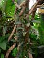 Scindapsus pictus