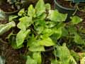 Spathicarpa hastifolia