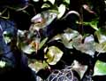 Syngonium Red Knight