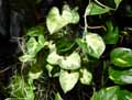 Syngonium pixie