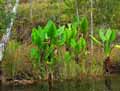 Typhonodorum madagascariense