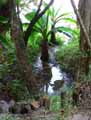 Typhonodorum madagascariense