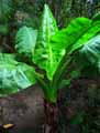 Typhonodorum madagascariense