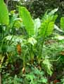 Typhonodorum madagascariense