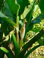 Typhonodorum madagascariense