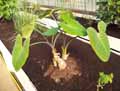 Xanthosoma sagittifolium