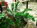 Zamioculcas zamiifolia