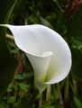 Zantedeschia aethiopica