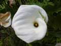 Zantedeschia aethiopica