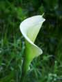 Zantedeschia aethiopica