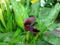 Zantedeschia aethiopica Schwarzwalder