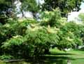 Araliaceae-Aralia-elata-Aralia-chinensis-Aralie-du-Japon-Angelique-du-Japon.jpg