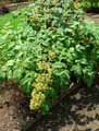 Araliaceae-Aralia-racemosa-Aralia-a-grappes.jpg