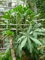 Cussonia paniculata