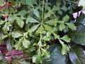 Cussonia spicata