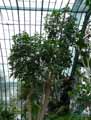 Araliaceae-Cussonia-spicata-Cussonia-en-epis-Arbre-Hluhluwe.jpg