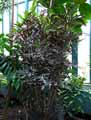 Araliaceae-Dizygotheca-elegantissima-Castor-Faux-Aralia.jpg