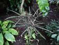 Araliaceae-Dizygotheca-elegantissima-Faux-Aralia.jpg