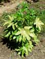 Fatsia japonica