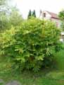 Fatsia japonica
