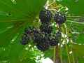 Fatsia japonica