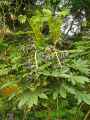 Fatsia japonica
