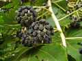 Fatsia japonica
