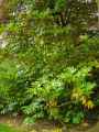 Fatsia japonica