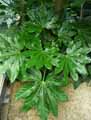 Fatsia japonica