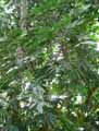 Fatsia polycarpa